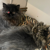 (c) tiere-der-woche.de