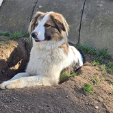 (c) tiere-der-woche.de