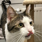 (c) tiere-der-woche.de