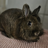 (c) tiere-der-woche.de