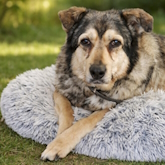 (c) tiere-der-woche.de