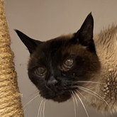 (c) tiere-der-woche.de