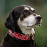 (c) tiere-der-woche.de