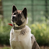 (c) tiere-der-woche.de