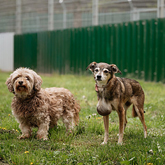 (c) tiere-der-woche.de