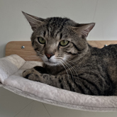 (c) tiere-der-woche.de