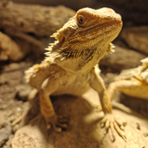 (c) tiere-der-woche.de