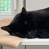(c) tiere-der-woche.de