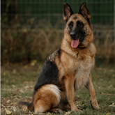 (c) tiere-der-woche.de